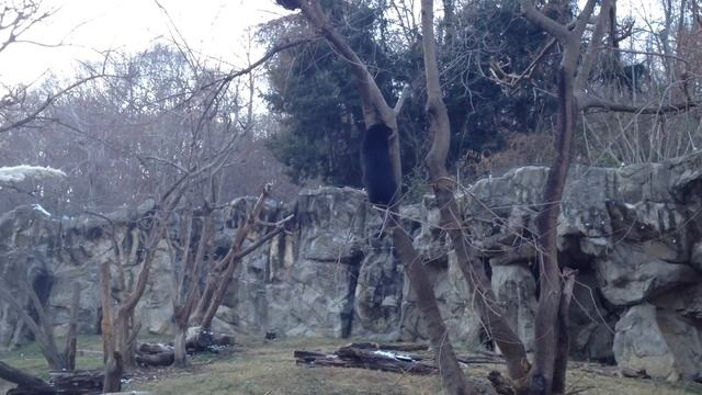 Andean bear (Tremarctos ornatus) cubs смотреть онлайн