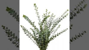 Виды эвкалипта для флористов