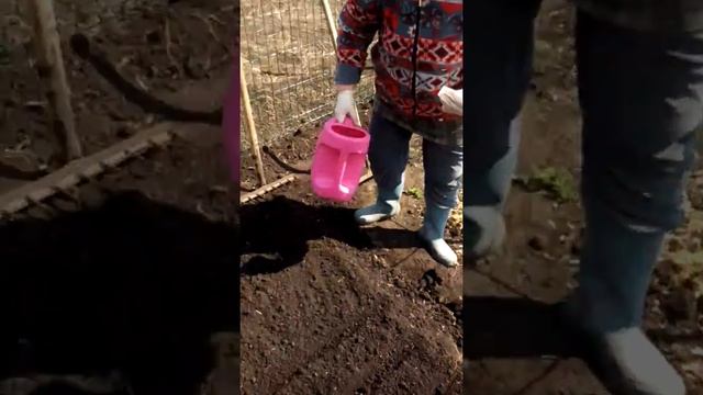 Посадка зелени петрушки и укропа в открытый грунт на даче