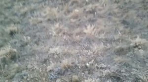 Жизнь в селе#Казахстан#Вылезли подснежники.