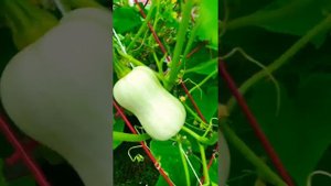 Мускатная тыква: как не потерять урожай? Опыление мускатной тыквы.