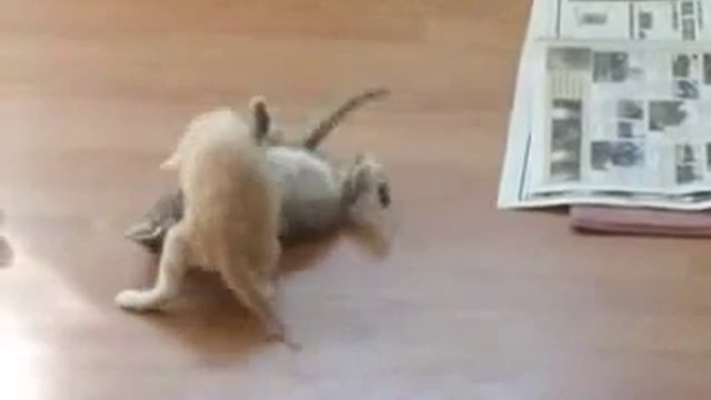 Кот наблевал Nableval Cat