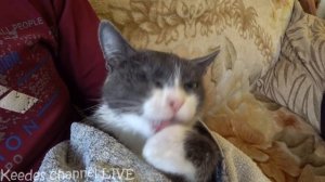 Купаем спасенную кошечку Мусю. Как уговорить родителей завести домашнего питомца (кошку, собаку)