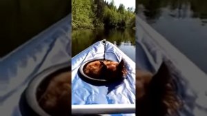 Пёс - лоцман! Передний грузовой люк. Байдарка "Хатанга expedition". Сплав по тихой лесной реке.
