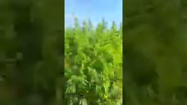 ПОЛЕ КОНОПЛИ смотреть онлайн