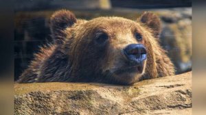 Забавные Животные//Медведь//Медвежата//Волк//Забавные Медвежата
