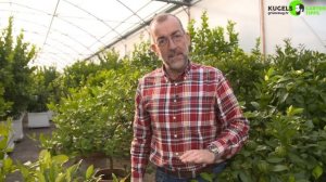 Citruspflege im Winter - Gartentipps von Volker Kugel - www.grünzeug.tv