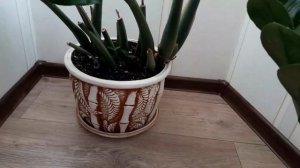 Замиокулькас"Долларовое Дерево"?Содержание? Уход