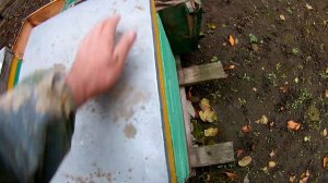 Расположение и плотность пчелиного клуба  Пчеловодство