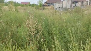 Ловим бабочку махаон " или что то другое"