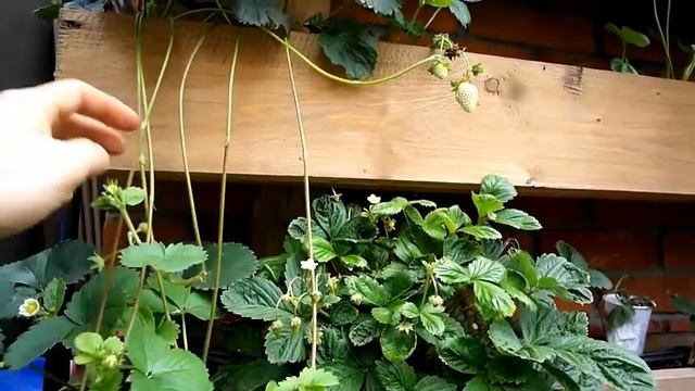 КЛУБНИКА АМПЕЛЬНАЯ,СОРТ ИСКУШЕНИЕ. смотреть онлайн