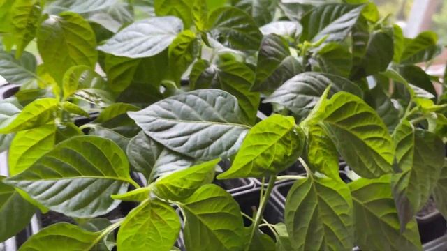 Growing Orange Habanero chilies at home - Day 70 Nearly re-potting time смотреть онлайн