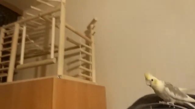 первая прогулка попугая.