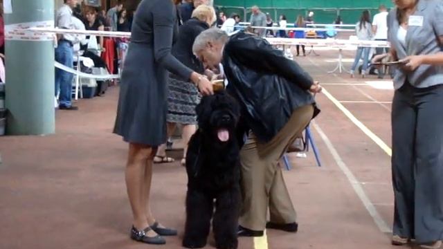 кобель-щенок Даймон 21.09.14 Одесса смотреть онлайн