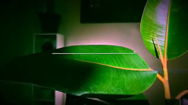 Most common variety of Rubber Plant смотреть онлайн