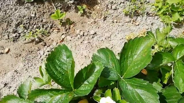 Клубника Элиане. Сорт голландский.Второй год#клубника Часть №5 смотреть онлайн