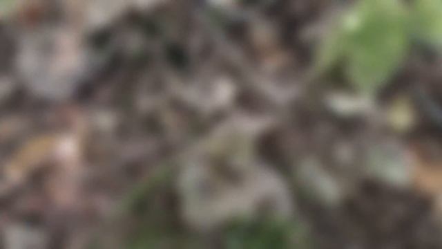 天然 シモフリシメジ「霜降占地」「Tricholoma portentosum」 смотреть онлайн