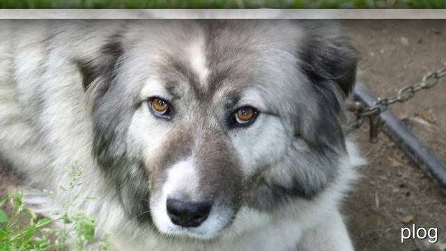 животные леса смотреть онлайн