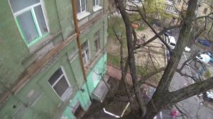 Как снять кошку с дерева
