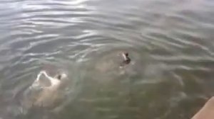 Пиркол на волнорезке |  Прыжки в воду....