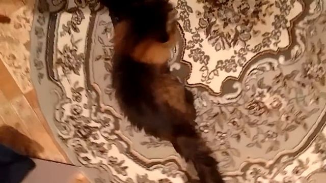 Кот Марс. Танцы.