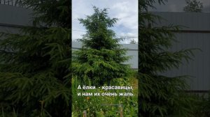 Рассказ о том, что не стоит верить во все приметы.