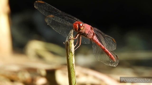 See how they react ? || Beautiful nature insects смотреть онлайн