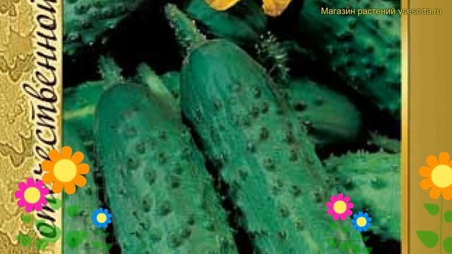 Огурец сортовой Конкурент. Краткий обзор описание характеристик cucumis sativus Konkurent