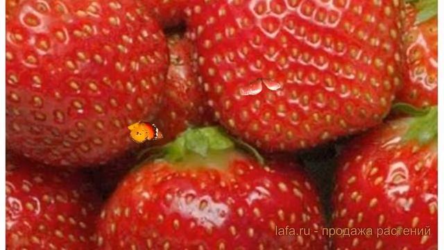 Земляника садовая Опера (zemlyanika-sadovaya-opera) ? обзор: как сажать, саженцы земляники Опера смотреть онлайн