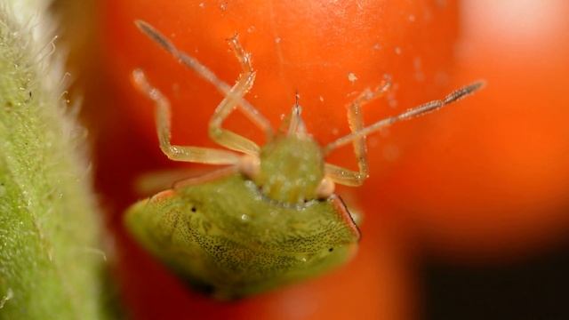 Щитник зеленый древесный смотреть онлайн