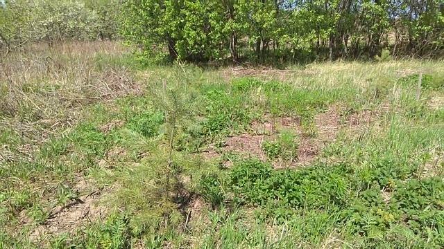 Как посадить сосны на участке. 5 секретов. смотреть онлайн