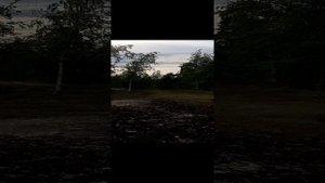 Мэни и Гуля. наш лес