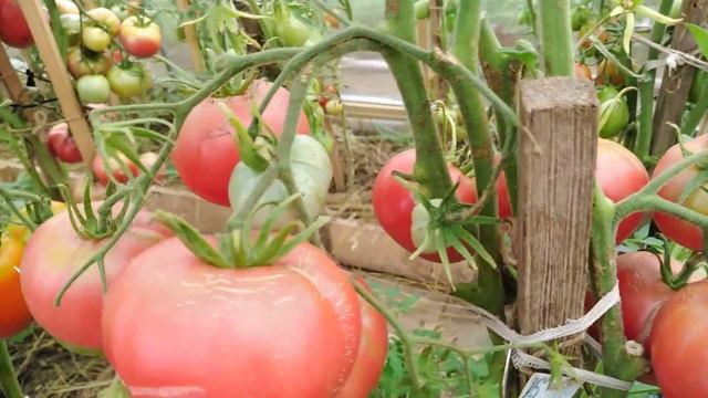 ОБЗОР томатов?КЕНИГСБЕРГ?КОРОЛЬ королей?КОРОЛЕВА рынка?Сибирский сад?НОВИНКИ?сезона 2020 года? смотреть онлайн