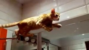 Смешной кот в душе. Cat in the shower