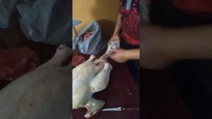 Как правильно потрошить индюка