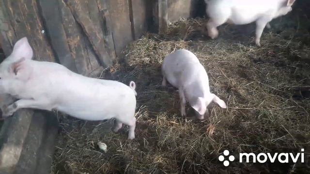 Танцы поросят смотреть онлайн