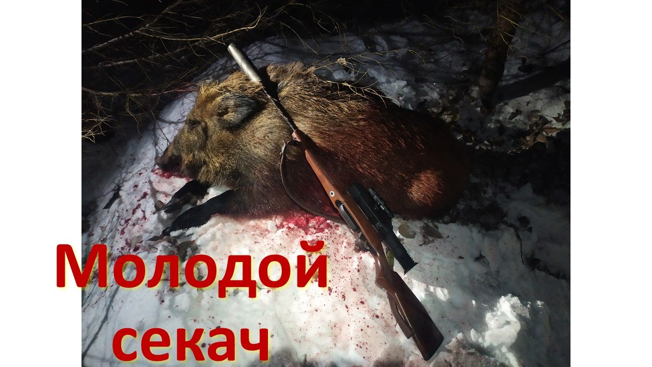 Ночная охота на кабана