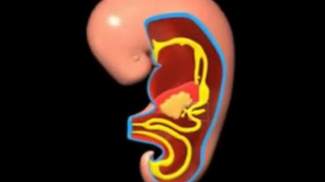 GIT Development - Animated Module смотреть онлайн