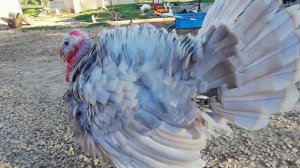 Индюки. Самец или самка?