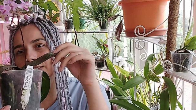 Ph. Venus смотреть онлайн