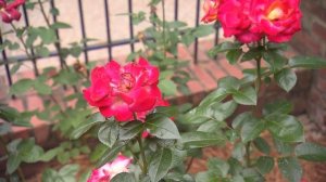 Rose Care for Hybrid Tea roses | Volunteer Gardener