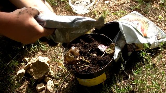 Нимфеи в пруду. Как посадить водяную лилию? Nymphaea alba, Hollandia.Waterlilia. смотреть онлайн