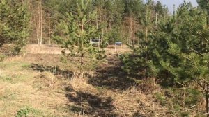 Участок в сосновом лесу рядом с рекой Желча.