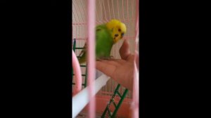 Клёвый фристайл волнистого попугая Кеши под музыку. Сool freestyle wavy parrot.