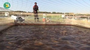 Садковое рыбное хозяйство на Волхове. Просто агроблог