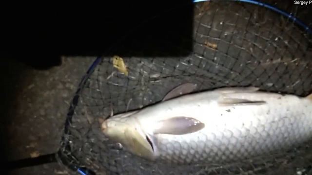 САЗАН,НА УДОЧКУ НА КУКУРУЗУ. смотреть онлайн