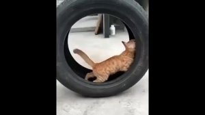 Кот катается в колесе и ругается человеческим голосом