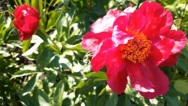 PEONY POSTILION (Пион Постильон, Сандерс, США) смотреть онлайн
