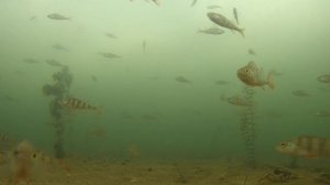 Поиск окуня в глухозимье! Реакция рыбы на камеру. Узнал где раки зимуют