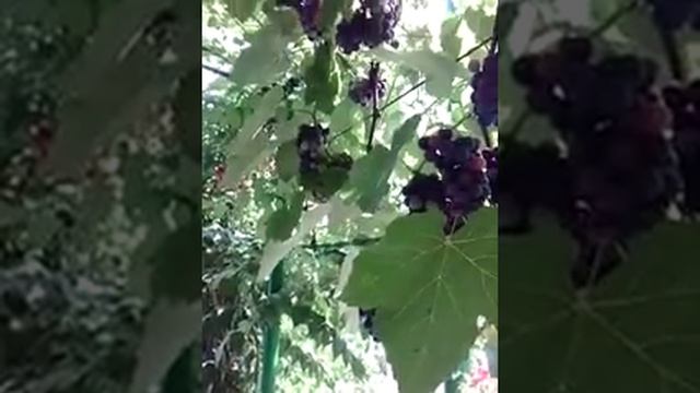 Александр Бражник Музыка Слова Владимира Фирсова ЗВЕЗДЫ АВГУСТА смотреть онлайн